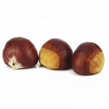 Horse chestnut - sammensætningen af Titan Gel
