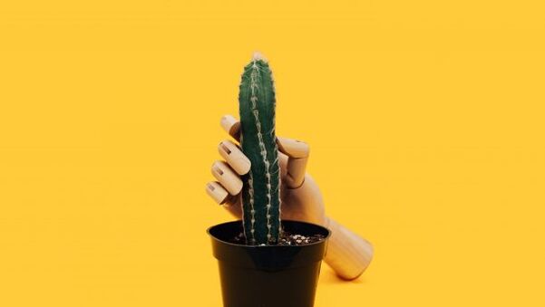 Penistykkelse ved hjælp af eksemplet på en kaktus